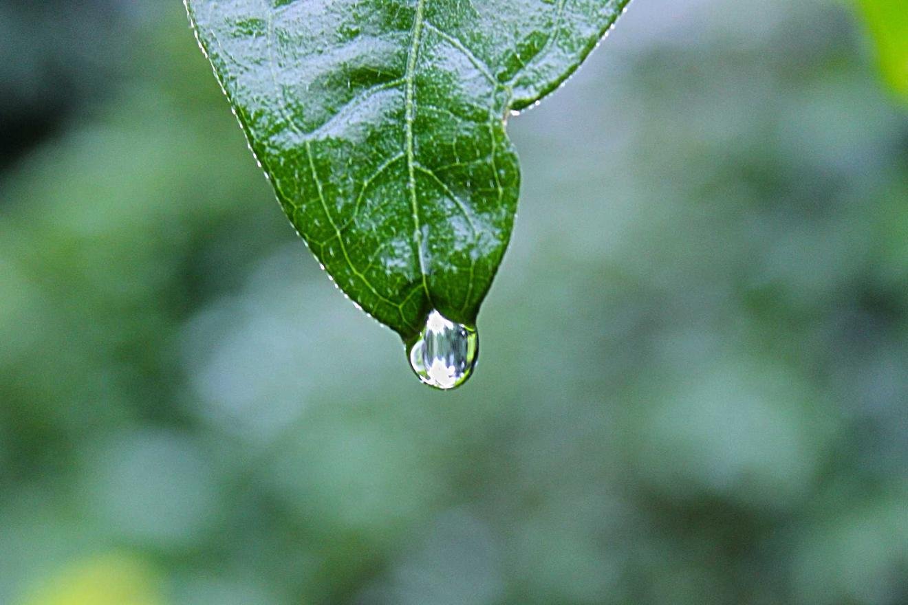 Rerum ut facilis consequatur